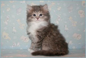 Male Siberian Kitten from Deedlebug Siberians